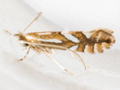 Phyllonorycter hostis